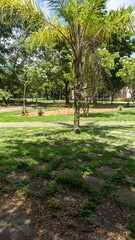 Fototapeta premium trees in the park