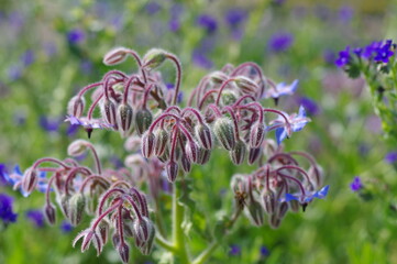 紫色の小さな花弁の美しい花