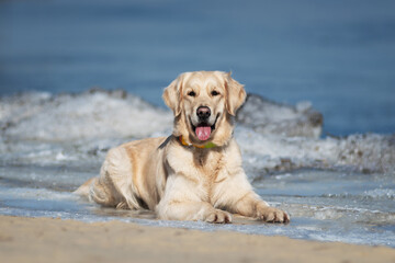 Cute golden retriever lying on the beach by the water