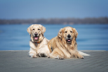 Two golden retrievers lying by the river