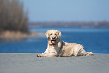 Smiling golden retriever dog lying in the sun near the river