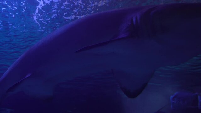 Sand Tiger Shark or Carcharias taurus , dangerous fish floating in special tank.