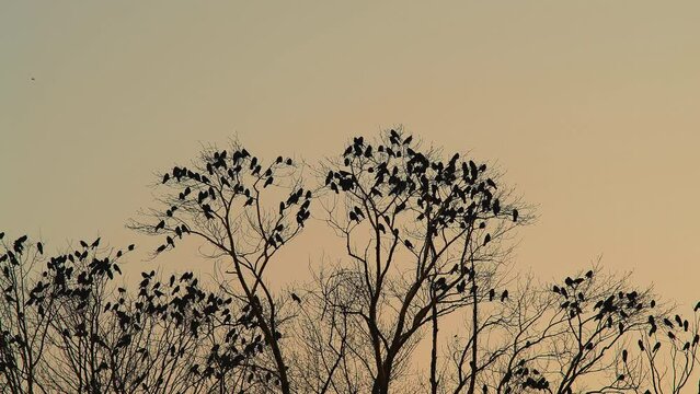 A flock of crows sits on the top of trees in the park against the backdrop of the evening sky.