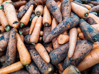 Textured background of fresh large orange carrots. Macro photography of spring food vegetable carrots. Root vegetable Carrots. Vitamins. Copy space. Top view. Flat lay