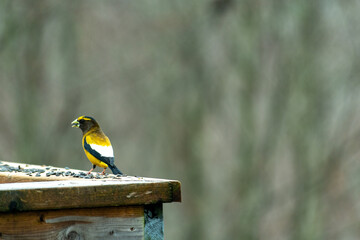 Evening Grosbeak on a Railing with Sunflowers