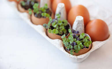 Fresh micro greens in an eggshell in a cardboard box. Healthy food.