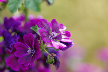 Fototapeta premium 気品を感じる紫色の花弁の花