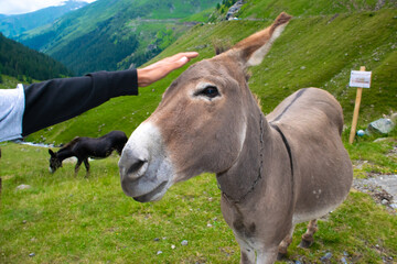 Hand of a man touches the donkey to stroke it. Donkeys graze and beg tourists for food near a...