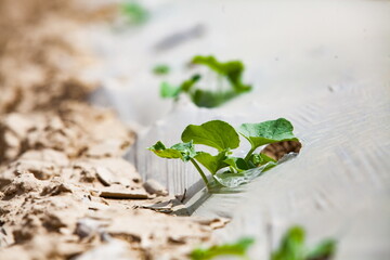 Water melon seeds on the field covered polyethylene film for defence. Low depth-of-field.