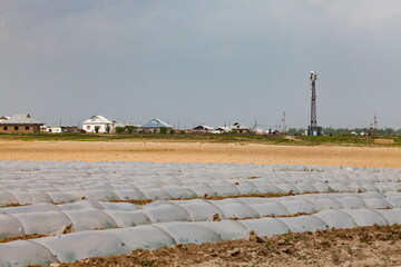 Melon field covered polyethylene film for sprout defence. Communication tower and small township on...
