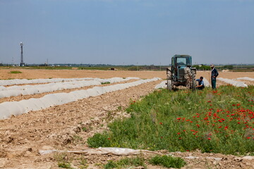 South Kazakhstan - April 28, 2012: Melon field covered polyethylene film for sprout defence....