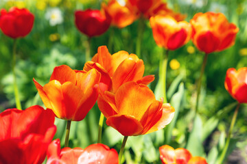 Obraz premium Beautiful flowers of red-yellow tulip bloom in the spring garden