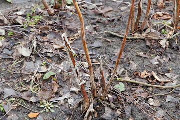 Raspberry seedling bush in the spring in the garden. Pruning raspberries.