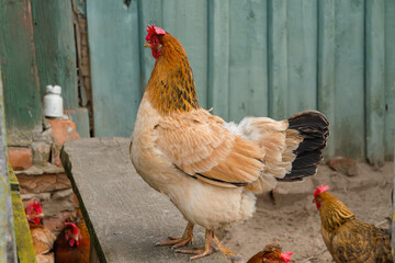 A homemade chicken is walking on the street.