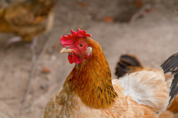 A homemade chicken is walking on the street.