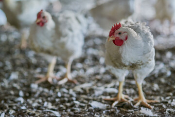 Do you also wonder why we all look the same. Shot of two chickens walking around with other chickens inside of a warehouse on a farm.
