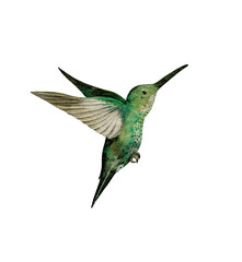 Watercolor illustration hummingbird in flight isolated on white background