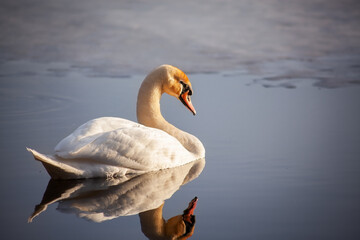 Gorgeous graceful swan, on the lake at sunset, illuminated by the warm light of sunset.