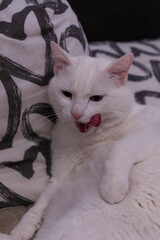High. Enervation. Carelessness. The white cat shows his tongue.