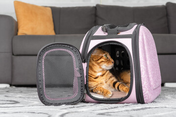 Bengal cat is resting in a soft carrier in the room.
