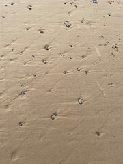Fototapeta na wymiar shells in the sand