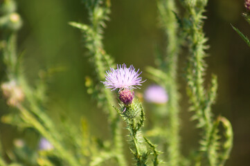 Closeup of curly plumeless thistle flower with green blurred plants on background