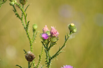 Closeup of spiny plumeless thistle flower with green blurred background