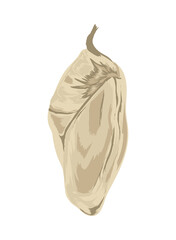 chrysalis vector flat