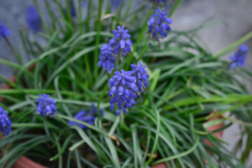 Close-up photography of a blue spring flower in a ceramic pot