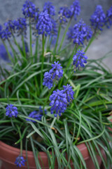 Blue spring flowers in a red ceramic pot 