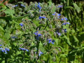 niebieskie kwiaty ogórecznik lekarski (Borago officinalis) - obrazy, fototapety, plakaty