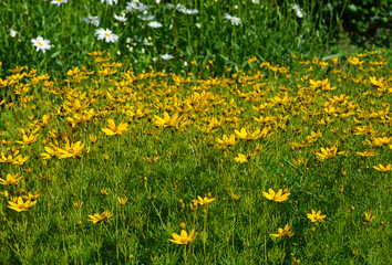 żółte kwiaty nachyłek okółkowy (Coreopsis verticillata)