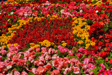 kolorowe kwiaty letnie, begonia bulwiasta, aksamitka i szławia błyszcząca (begonia ×tuberhybrida, tagetes, Salvia splendens), kolorowy dywan kwiatowy	 - obrazy, fototapety, plakaty