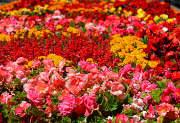 kolorowe kwiaty letnie, begonia bulwiasta, aksamitka i szławia błyszcząca (begonia ×tuberhybrida, tagetes, Salvia splendens), kolorowy dywan kwiatowy