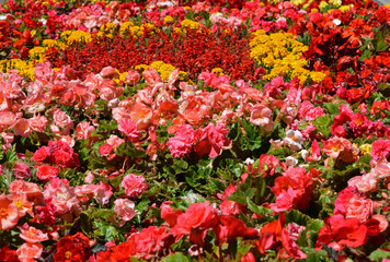 kolorowe kwiaty letnie, begonia bulwiasta, aksamitka i szławia błyszcząca (begonia ×tuberhybrida, tagetes, Salvia splendens), kolorowy dywan kwiatowy	