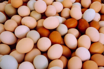 Different Chicken eggs.  Organic eggs in paper box. Soft focus.
