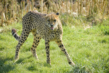 beautiful cheetah in a park