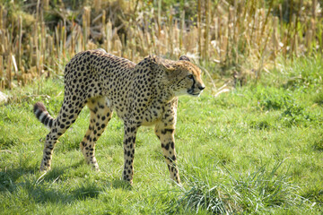 beautiful cheetah in a park