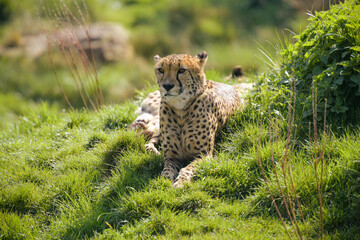 beautiful cheetah in a park