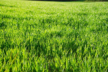 CAMPO COLTIVATO A FRUMENTO IN CRESCITA