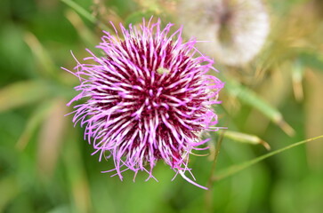 Distel