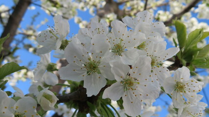 White cherry blossom