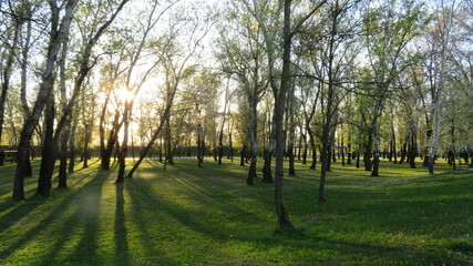 Obraz premium sunset in the forest