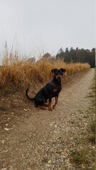 dog running in the park