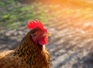 The chicken rooster looks with condemnation. Chicken and animal on farm concept. Ecological products.