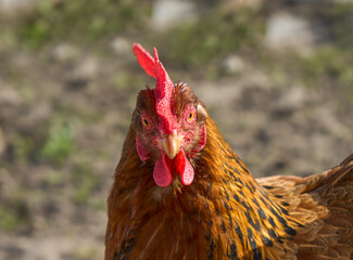 The red rooster looks with condemnation straight. Angry chicken and animal concept. 