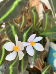 frangipani plumeria flower