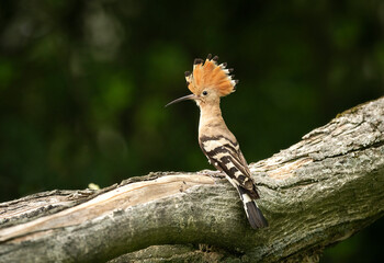 Eurasian hoopoe bird close up ( Upupa epops )