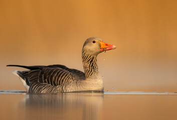 Greylag goose (Anser anser) in beautiful morning light
