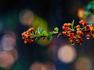 Spherical shapes. Transparent raindrops hang on a bunch of firethorns berries floating in space with colorful bubbles as an honorary accompaniment. 